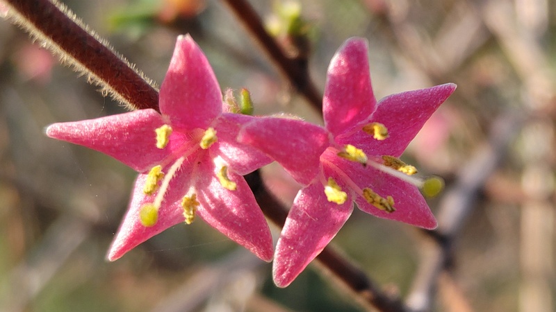 ウグイスカグラの花 東京都大田区平和の森公園