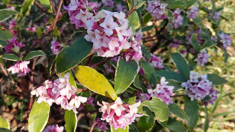 ジンチョウゲの花 東京都大田区平和の森公園