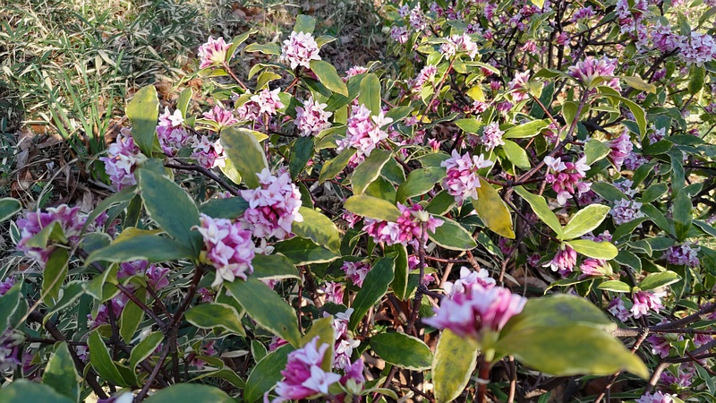 ジンチョウゲの花 東京都大田区平和の森公園