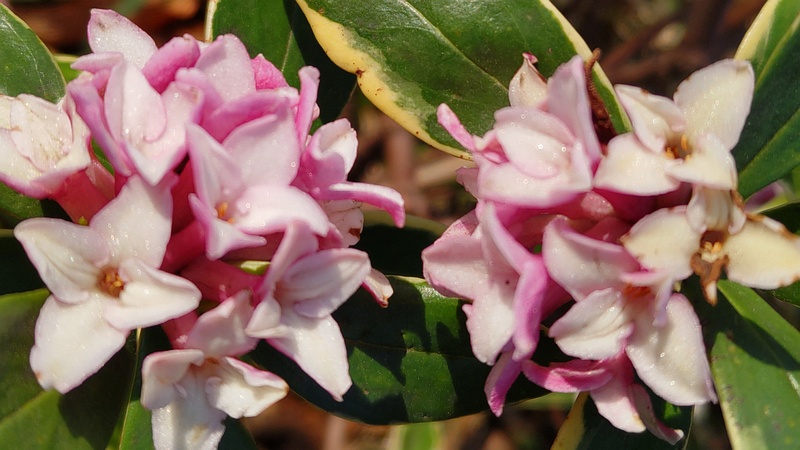 ジンチョウゲの花 東京都大田区平和の森公園
