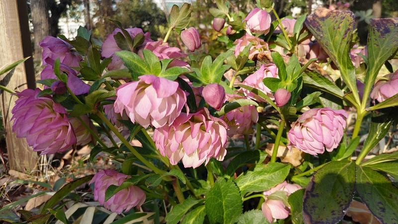 クリスマスローズの花 東京都大田区平和の森公園