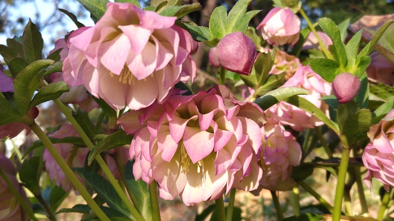 クリスマスローズの花 東京都大田区平和の森公園