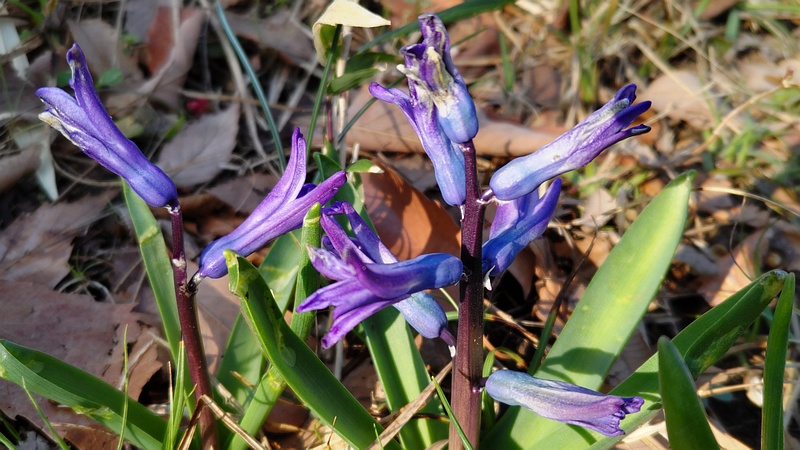 ヒヤシンスの花 東京都大田区平和の森公園