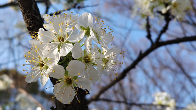 スモモの花 東京都大田区平和の森公園