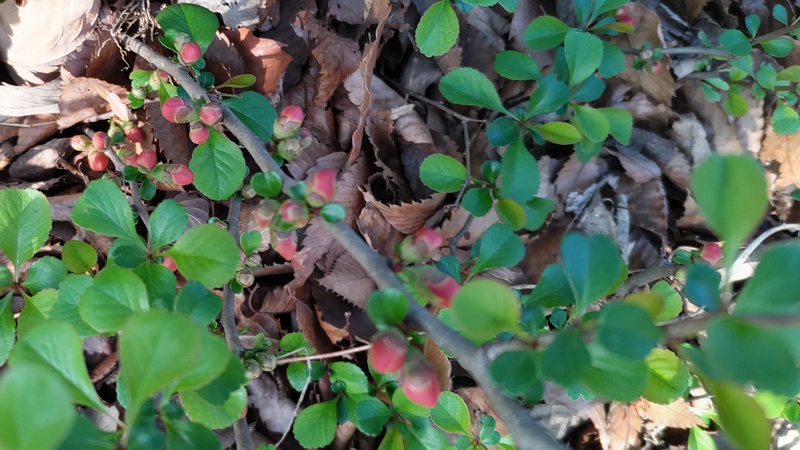 クサボケの花 東京都大田区平和の森公園