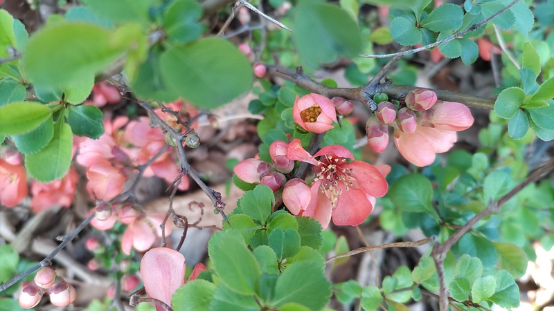 クサボケの花 東京都大田区平和の森公園