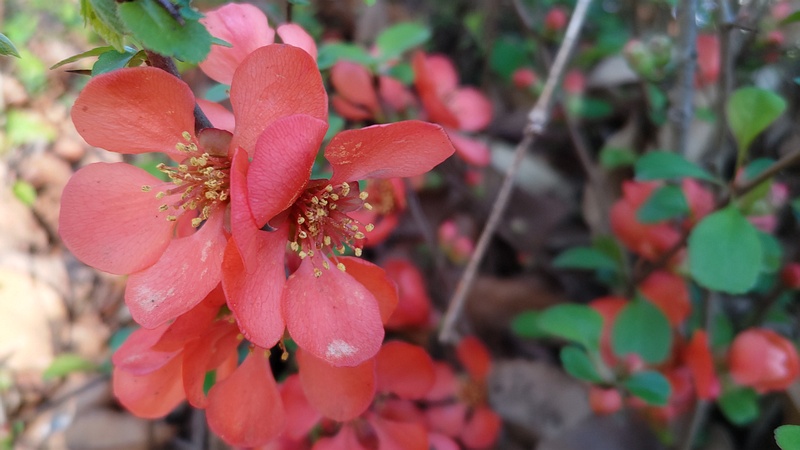クサボケの花 東京都大田区平和の森公園