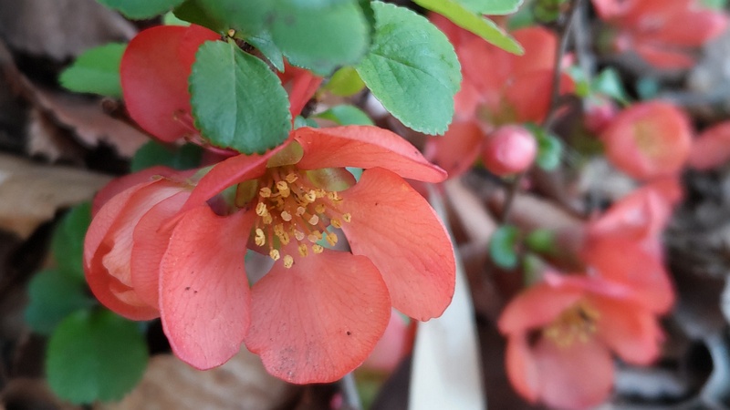 クサボケの花 東京都大田区平和の森公園