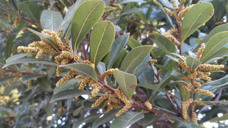 ヤマモモの雄花 東京都大田区平和島公園