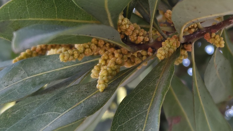 ヤマモモの雄花 東京都大田区平和島公園