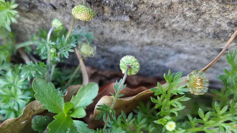 マメカミツレ 東京都大田区平和島公園