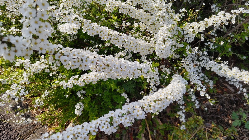 ユキヤナギの花 東京都大田区平和島公園