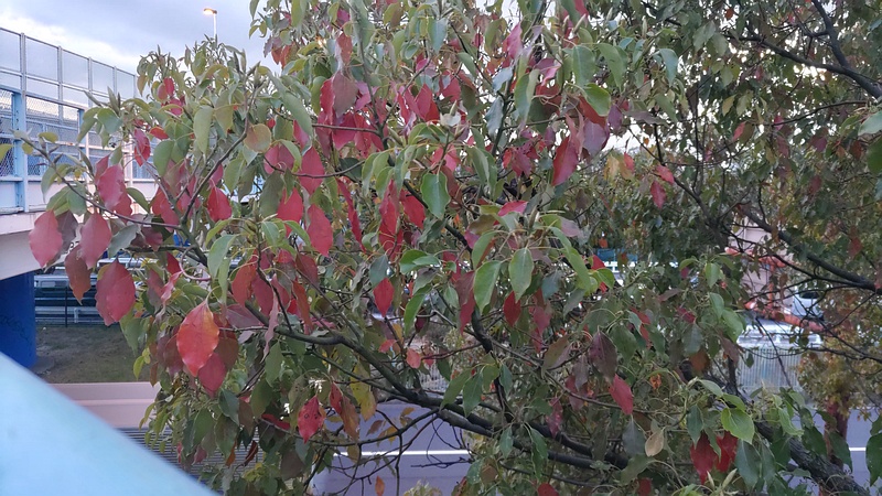 クスノキの新芽 東京都大田区平和島公園