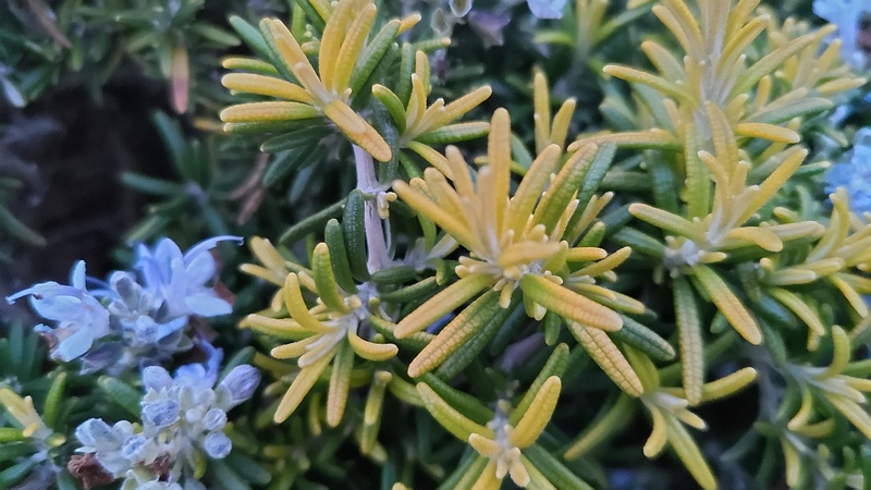 ローズマリーの花 東京都大田区平和島公園