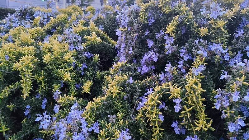 ローズマリーの花 東京都大田区平和島公園