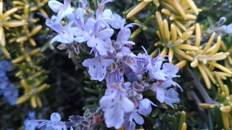 ローズマリーの花 東京都大田区平和島公園