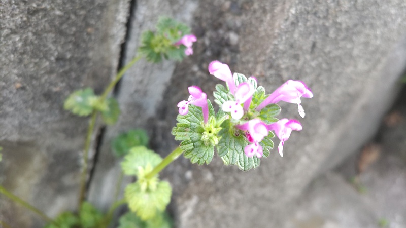 ホトケノザの花 横浜市旭区中希望が丘