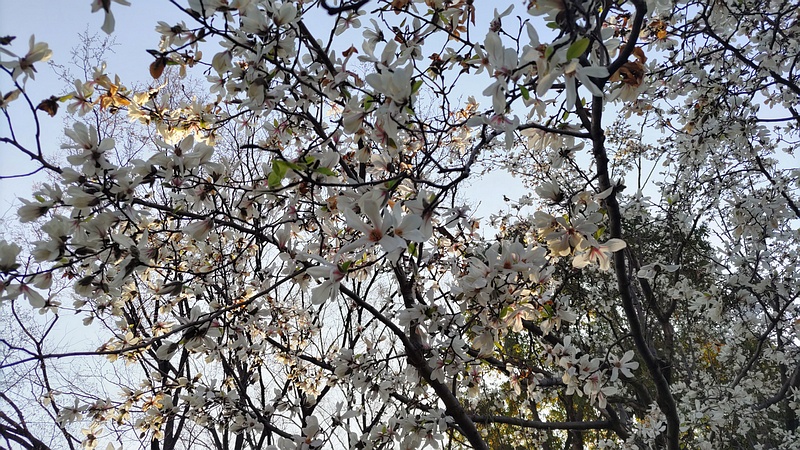 コブシの花 東京都大田区平和の森公園