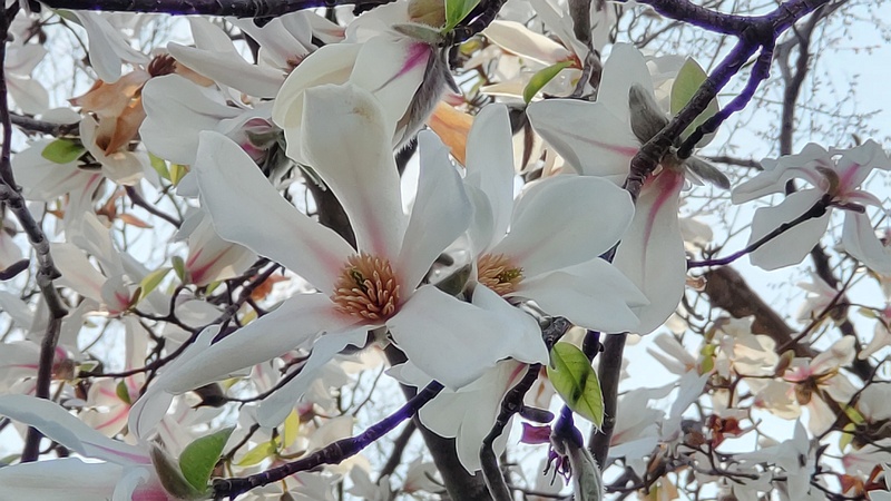 コブシの花 東京都大田区平和の森公園