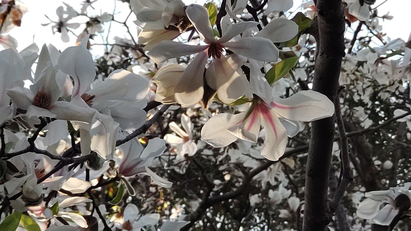 コブシの花 東京都大田区平和の森公園