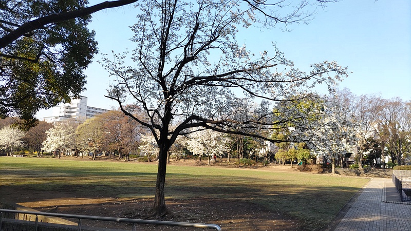 コブシとモクレン 東京都大田区平和の森公園