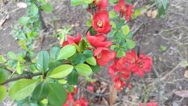 クサボケの花 東京都大田区平和の森公園