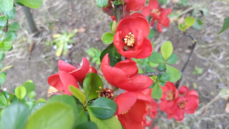 クサボケの花 東京都大田区平和の森公園