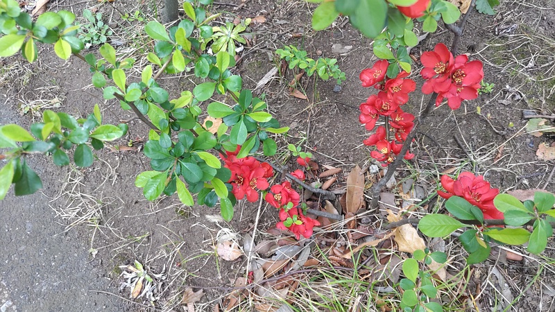 クサボケの花 東京都大田区平和の森公園