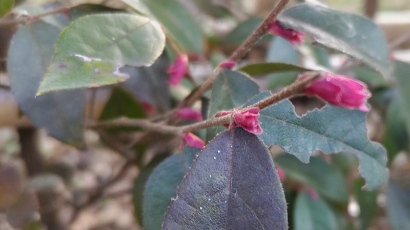 アカバナトキワマンサクの花 東京都大田区平和の森公園