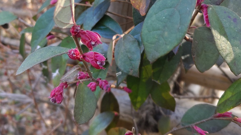 アカバナトキワマンサクの花 東京都大田区平和の森公園