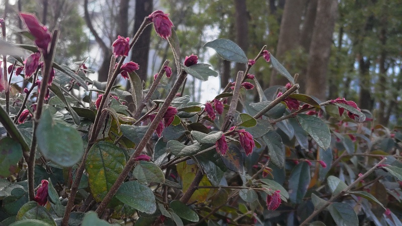 アカバナトキワマンサクの花 東京都大田区平和の森公園