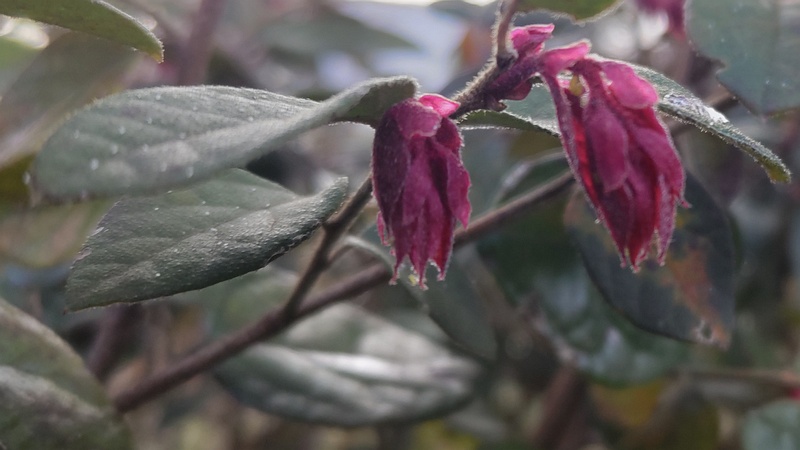 アカバナトキワマンサクの花 東京都大田区平和の森公園