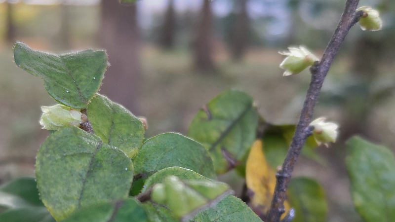 トキワマンサクの蕾 東京都大田区平和の森公園