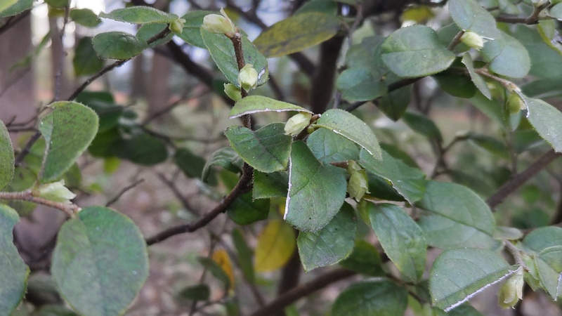 トキワマンサクの蕾 東京都大田区平和の森公園