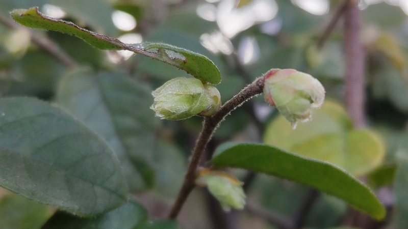 トキワマンサクの蕾 東京都大田区平和の森公園