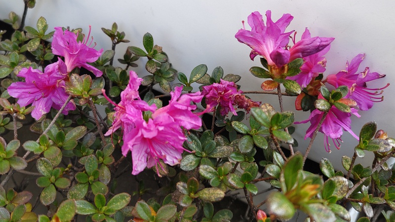 アザレアの花 東京都大田区平和の森公園