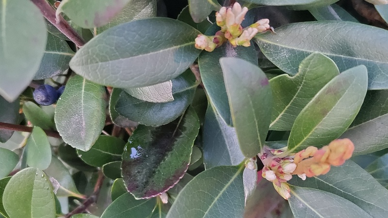 シャリンバイの蕾 東京都大田区平和島公園