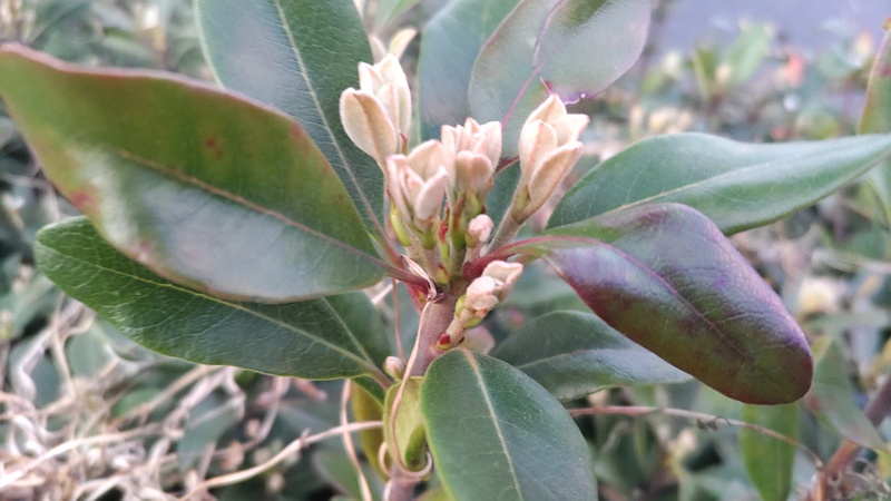 シャリンバイの蕾 東京都大田区平和島公園