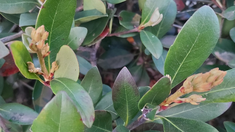 シャリンバイの蕾 東京都大田区平和島公園