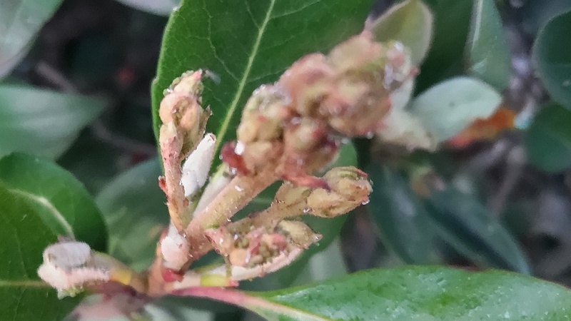 シャリンバイの蕾 東京都大田区平和島公園