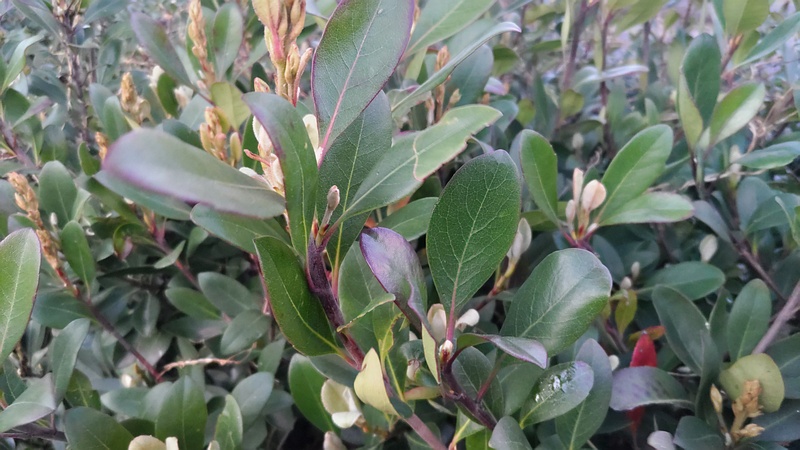 シャリンバイの蕾 東京都大田区平和島公園