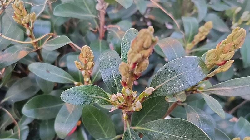 シャリンバイの蕾 東京都大田区平和島公園