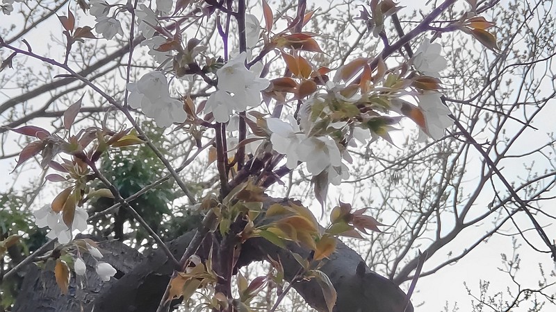 ヤマザクラの花 東京都大田区平和島公園