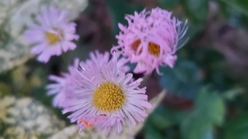ハルジオンの花 東京都大田区平和島公園
