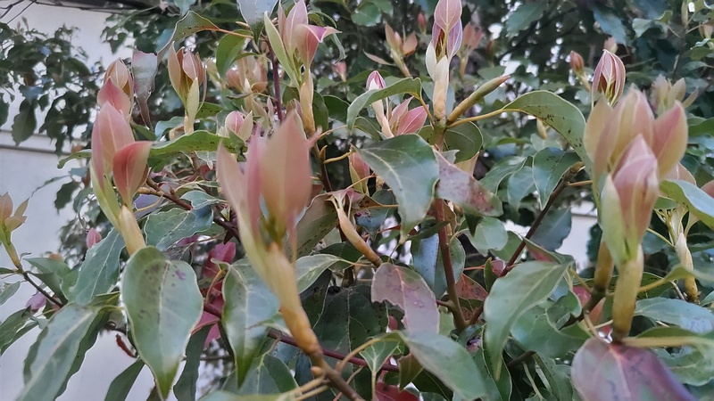 クスノキの新芽 東京都大田区平和島公園