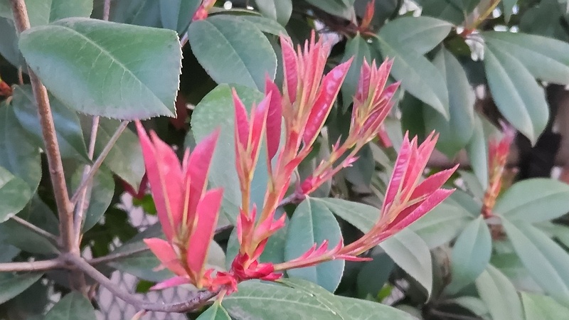 カナメモチの新芽 東京都大田区平和島公園