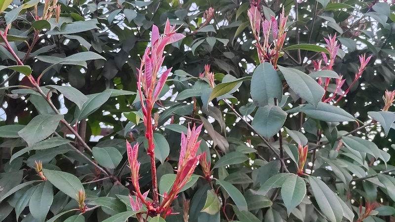 カナメモチの新芽 東京都大田区平和島公園