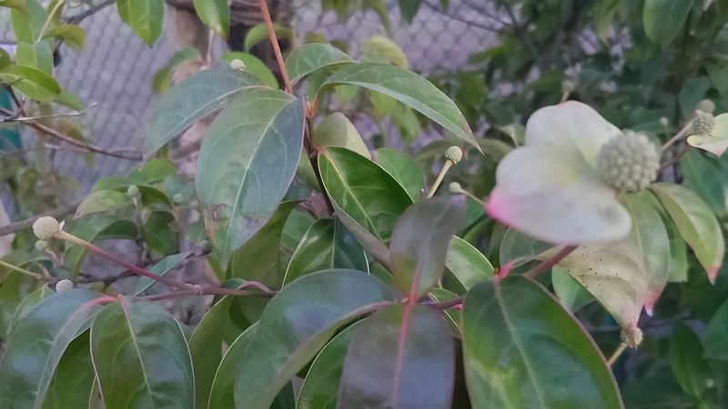 ヤマボウシの果実 東京都大田区平和島公園
