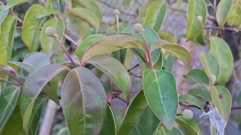 ヤマボウシの果実 東京都大田区平和島公園