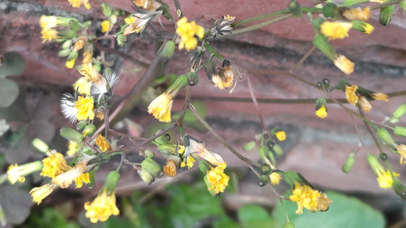 オニタビラコの花 横浜市旭区中希望が丘
